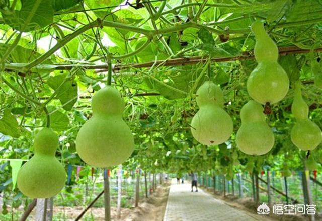 小葫芦怎么种植方法，小葫芦怎么种植方法视频教程