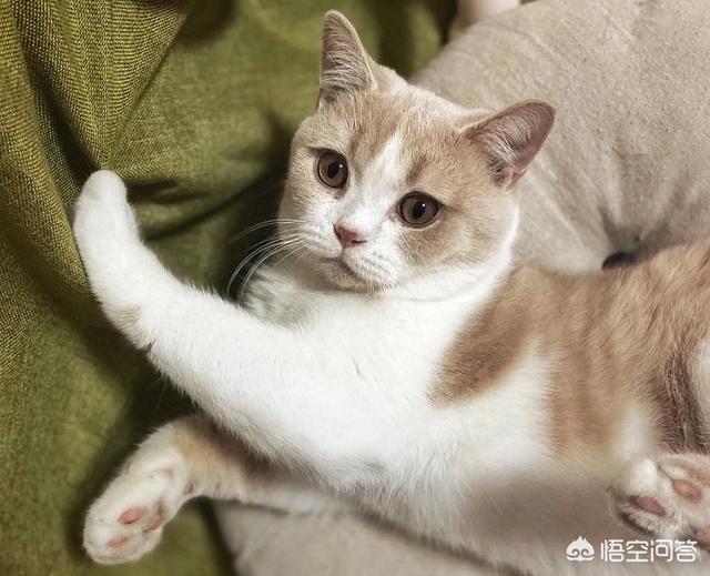 猫咪最喜欢什么,第4张