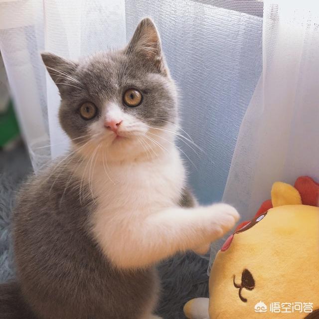 怎样才能让猫咪知道我很喜欢它,第5张