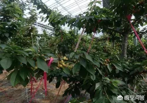水果大棚养殖什么赚钱的(图6)