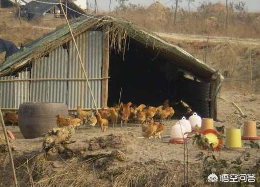 养鸡棚如何搭最省钱 怎么建造土鸡的鸡舍？