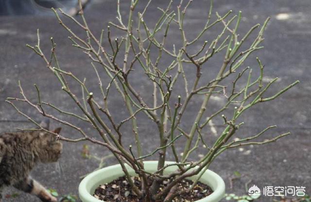 冬天新买月季花怎么养护和管理(图16)