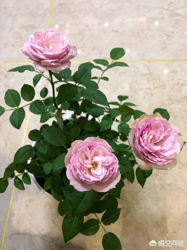 冬天新买月季花怎么养护和管理(图7)