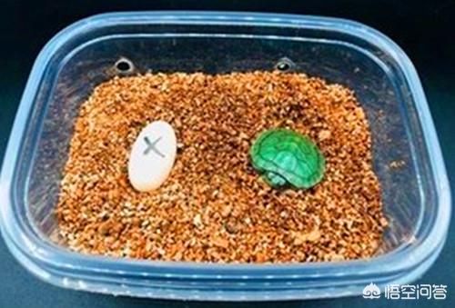 巴西龟养大了怎么办,第2张