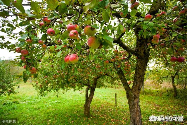 园林植物冬季施肥标准-园林植物冬季施肥标准是什么