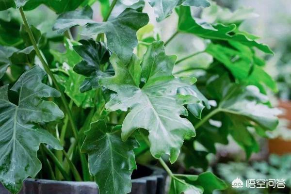 龙鳞春雨怎么养护,第4张