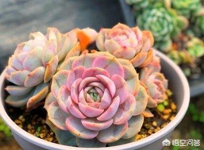 平淡的海外生活，平淡的海外生活小说