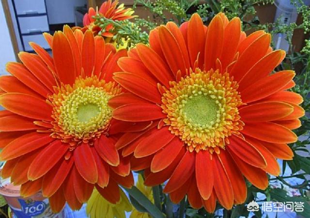 花卉秋季施肥