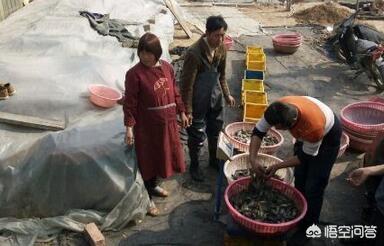 农业合作养殖泥鳅赚钱吗，农业合作养殖泥鳅赚钱吗现在