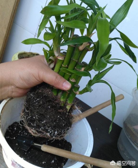 新栽培的太阳花怎么养护和管理(图13)