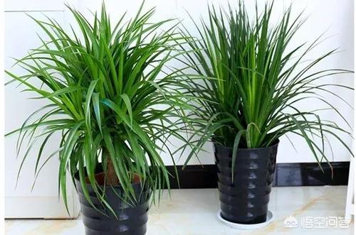 龙须树平时怎么保养(图5)