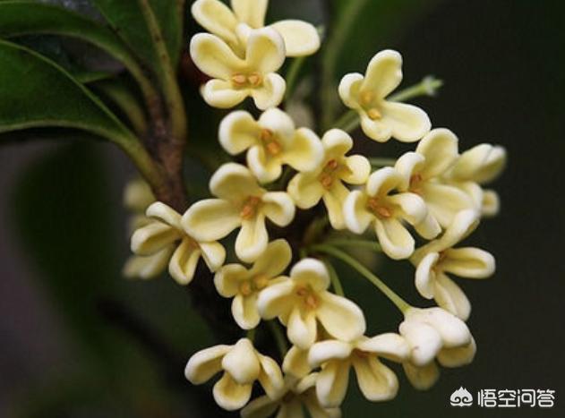 鲜花盆景室内花怎么养护和管理(图3)