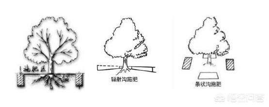 园林植物冬季施肥标准-园林植物冬季施肥标准是什么