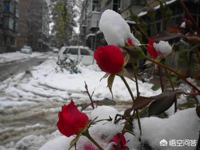 冬天新买月季花怎么养护和管理