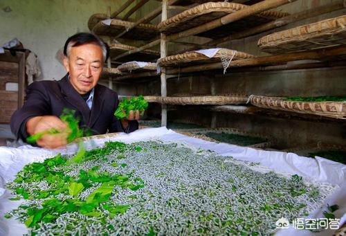 广安蔬菜种植，广安蔬菜种植基地批发