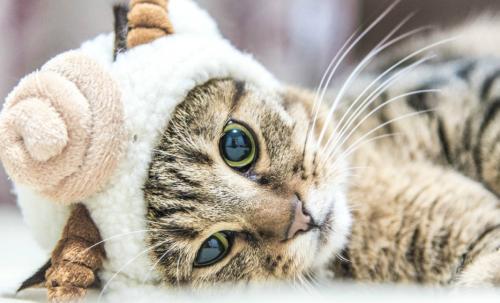 怎样才能让猫咪知道我很喜欢它