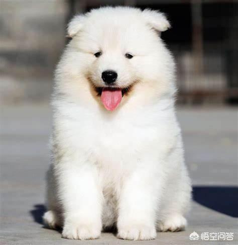 女生最喜歡的寵物?女生最喜歡的寵物是什么!