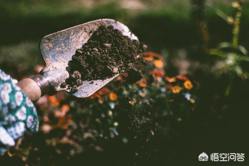 花卉大全图片 种植视频,花卉大全图片 种植视频教程