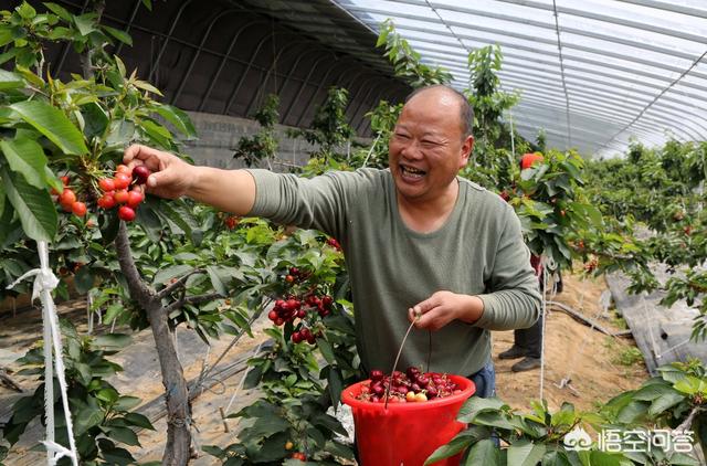 现在都有什么水果园种植,现在都有什么水果园种植的