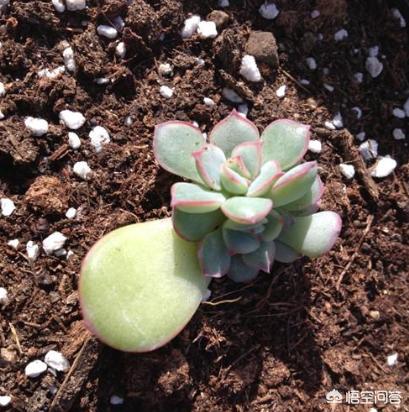 花园种植多肉的方法,花园种植多肉的方法有哪些