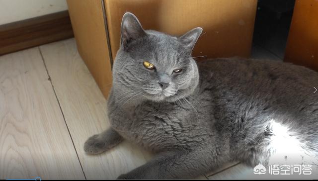 为什么猫会抓老鼠而狗却不能,第3张