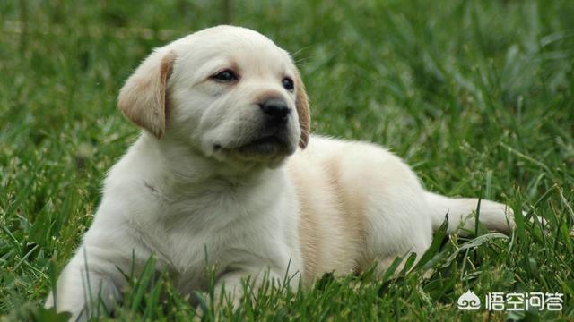 买了一只拉布拉多幼犬，我该怎么预防她得病,第2张