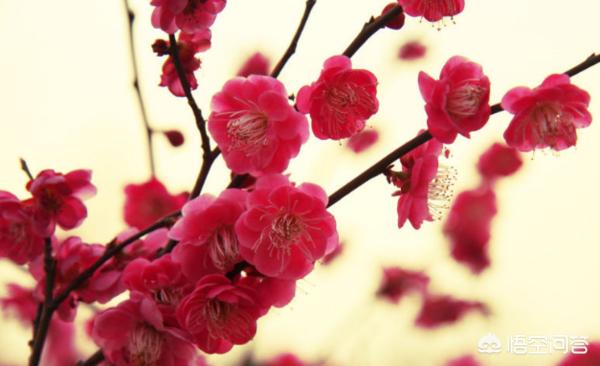 梅花诗句大全李白_李白的《梅花》