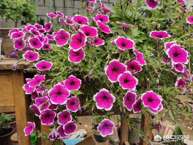 新栽培的太阳花怎么养护和管理(图10)