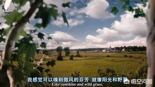海外生活记录新西兰电影，新西兰的纪录片