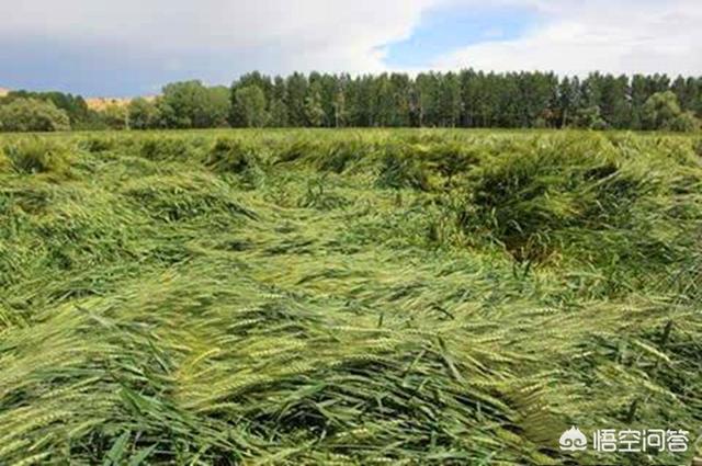 花草种植?花草种植的最佳时间!