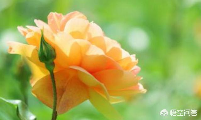 冬天新买月季花怎么养护和管理(图28)