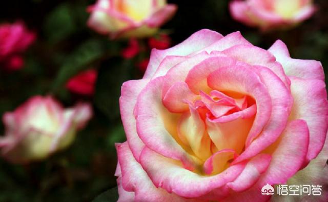 冬天新买月季花怎么养护和管理(图29)