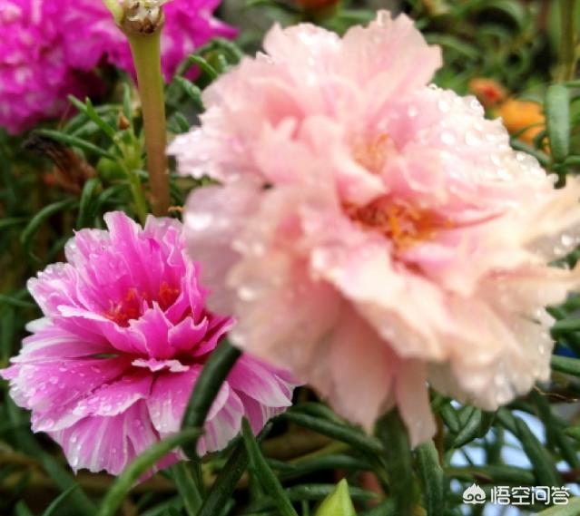 阳台没有太阳种什么花,阳台没有太阳可以种什么花
