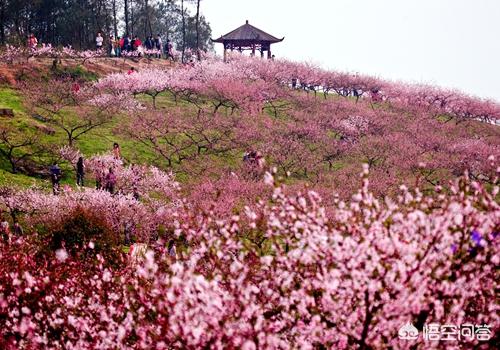 重庆大学城桃花景点有哪些，重庆大学城哪里可以看桃花