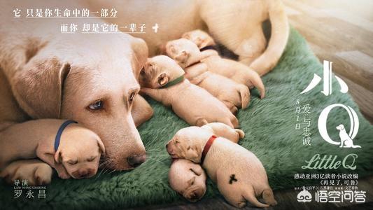 除了《犬王》和《一条狗的使命》，还有哪些关于狗的电影比较好看感人