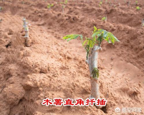 木薯的种植方法，木薯的种植方法及管理技术