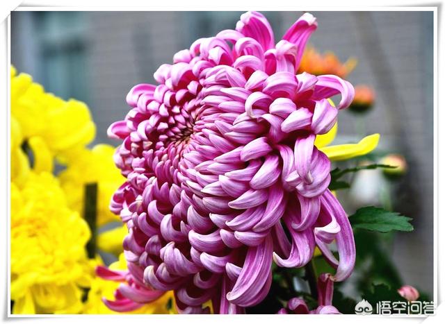 花卉秋季施肥