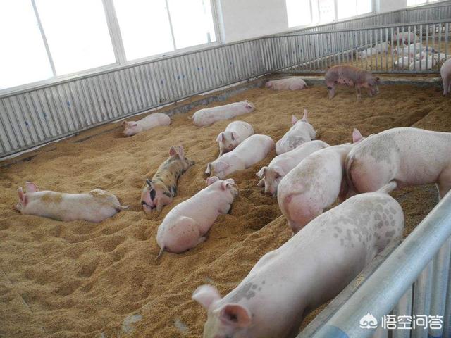 发展生态养猪有什么意义