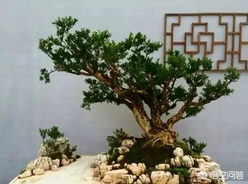 黄杨树图片（黄杨树图片大全大图真实）