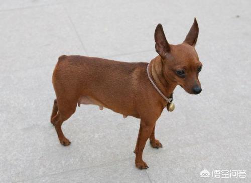 大耳朵大嘴巴短毛矮脚的狗是什么品种,第2张