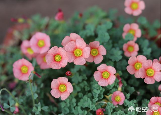 新栽培的太阳花怎么养护和管理(图11)