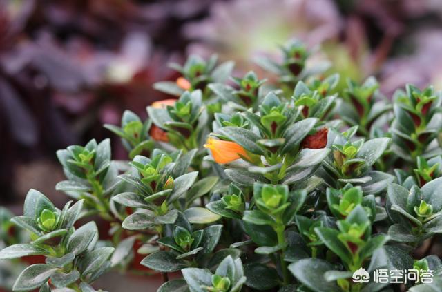 新栽培的太阳花怎么养护和管理(图14)