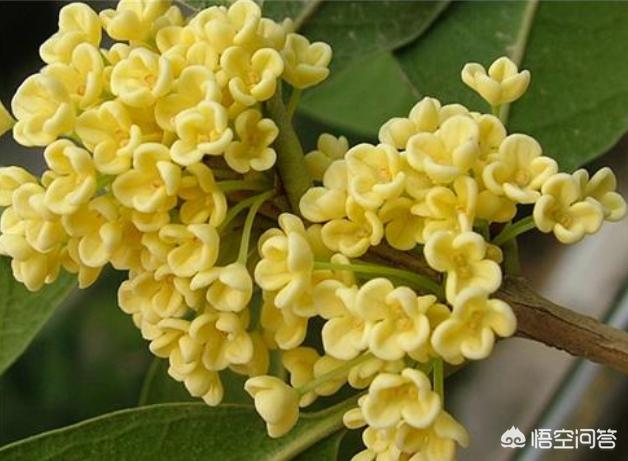 鲜花盆景室内花怎么养护和管理