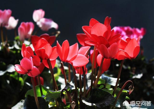 给花浇水一般往哪里浇-给花浇水一般往哪里浇水