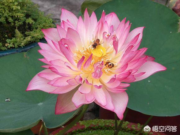 荷花摘下怎么保养最好(图1)