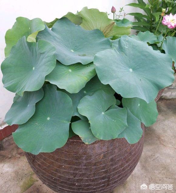 荷花摘下怎么保养最好(图2)