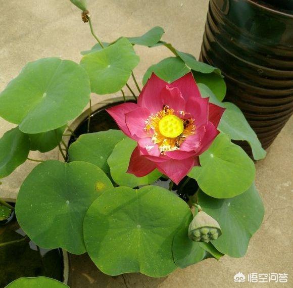 荷花摘下怎么保养最好(图4)