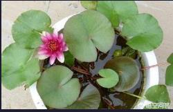 荷花摘下怎么保养最好(图11)