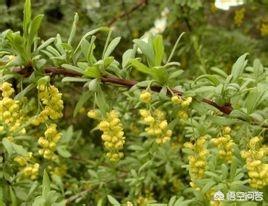 花卉观茎植物?观茎类花卉!