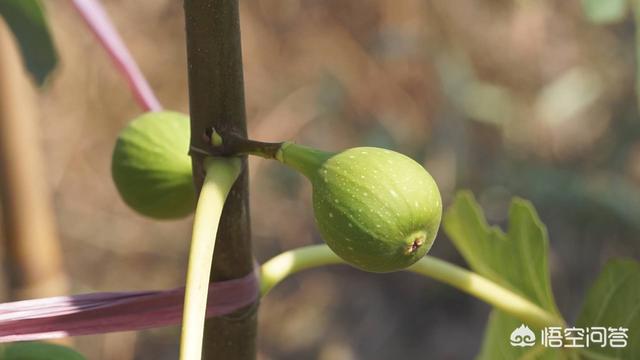 果园种植无花果技术方案,果园种植无花果技术方案怎么写